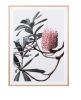 Banksia Portrait 1 - Framed Print - Made in Australia