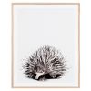 Elizabeth the Short-beaked Echidna Canvas Artwork