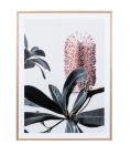 Banksia Portrait 2 - Glass Front - Canvas Art Print