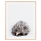 Elizabeth the Short-beaked Echidna Canvas Artwork