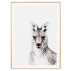 Kurt the Kangaroo Framed Photographic Print
