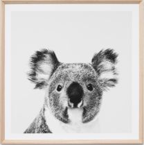 Kenny the Koala Framed Print