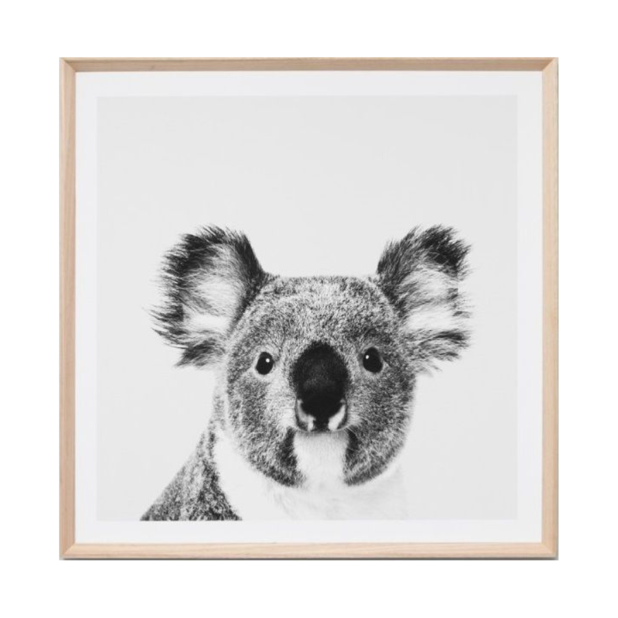 Black and White Koala Print in a Timber Frame with Glass Cover or Canvas Print with Timber Frame